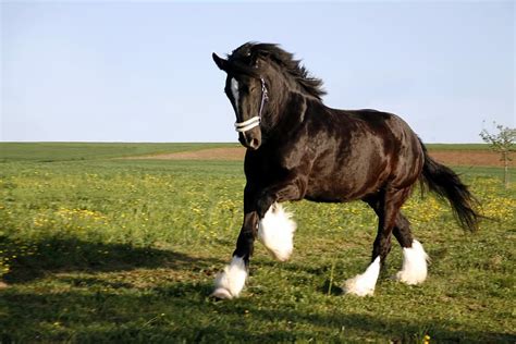 Shire Horse Breed: Profile, Facts, Traits, Diet, Stamina, Care - Mammal Age