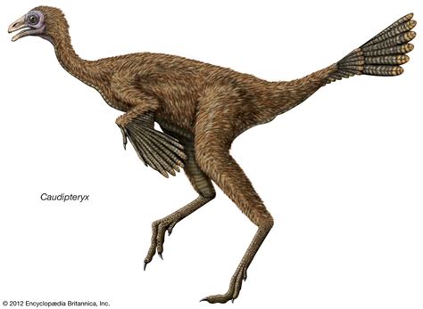 Feathered dinosaur | Description, Size, & Facts | Britannica