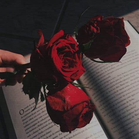 Dark rose book aesthetic | Sfondi per iphone, Sfondo rosso, Sfondi floreali