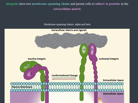 Cell Adhesion Molecules : r/AnkiMCAT