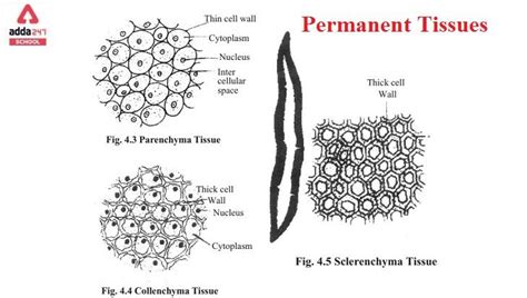 What is Permanent Tissue?