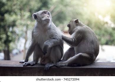 Two monkeys hugging Stock Photos, Images & Photography | Shutterstock