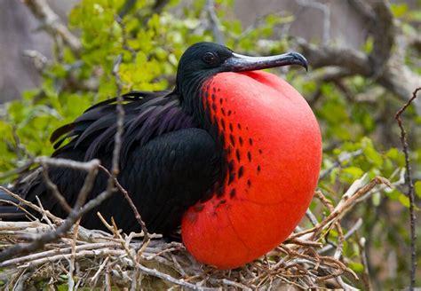 Best Galapagos Islands for Spotting Wildlife