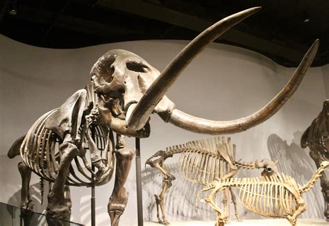 The Mastodon: Illinois' Patriotic Proboscideans — Natural Curios