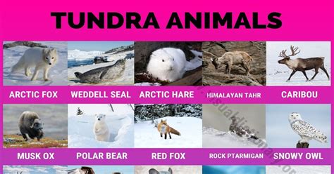 Tundra Biome Animals