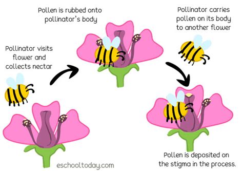 What is pollination? – Eschooltoday