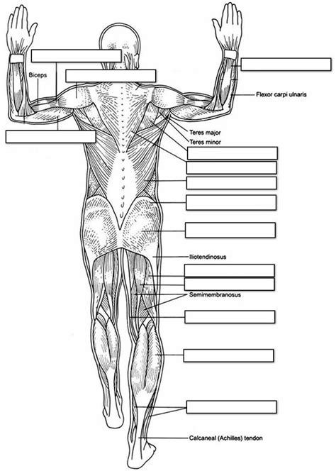 Muscles Labeling Full Body | Anatomy and physiology, Muscle anatomy, Physiology