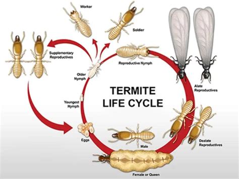 Termite Life Cycle & Lifespan - BioTech Termite & Pest Control