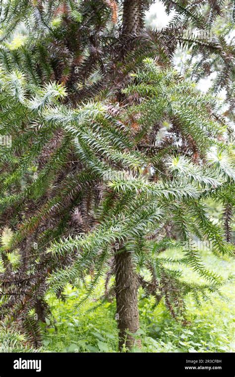 Araucaria angustifolia - parana pine tree Stock Photo - Alamy