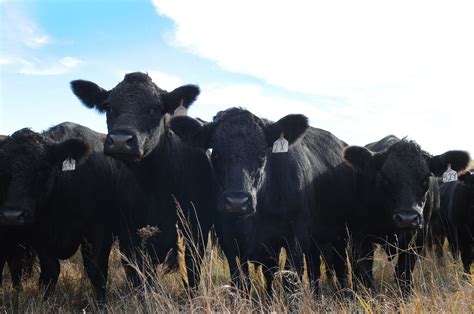 American Cow Breeds