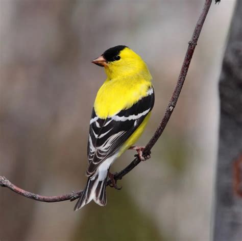 19 Birds That Are YELLOW in South Carolina! (ID GUIDE) - Bird Watching HQ