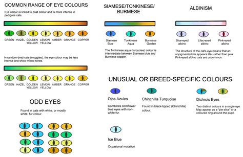 8 types of cat eye colors and their rarity with pictures excited cats - cat eye color chart cat ...