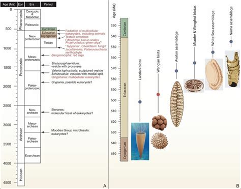 Proterozoic multicellular eukaryotic fossils. (A) Examples of ...