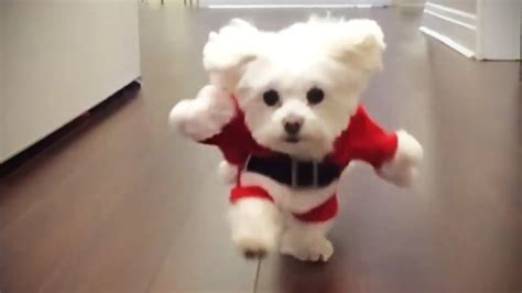 Funny Pictures Of Dogs In Costumes - Funny PNG