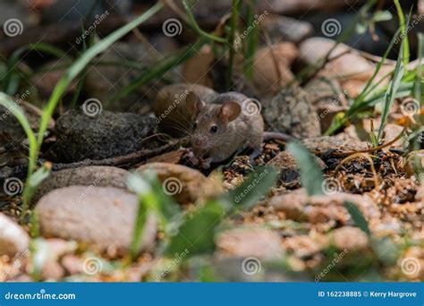 A House Mouse Eating stock image. Image of feeding, droppings - 162238885