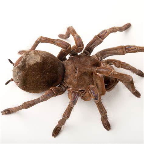 Fangs Goliath Birdeater Biggest Spider In The World - bmp-cyber