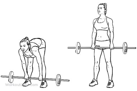 Stiff Legged Barbell Deadlifts | WorkoutLabs