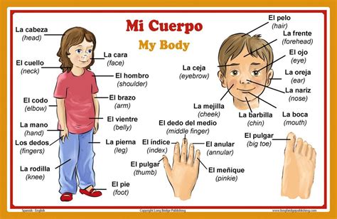 Spanish Language School Poster - Parts of the Body- Wall Chart for Hom – Long Bridge Publishing