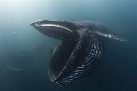 Free photo: Humpback Whale - Animal, Atlantic, Big - Free Download - Jooinn