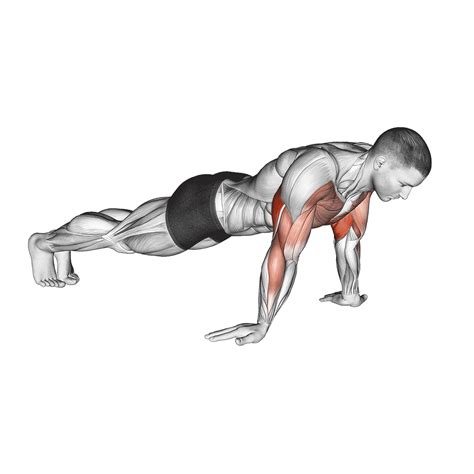 3 Best Pushup Variations For Biceps (with Pictures!) - Inspire US