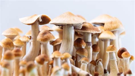 Psilocybin (Magic Mushrooms): Effects, Benefits, Risks, & More - GoodRx