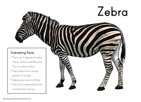 Fun Zebra Facts for Kids - Interesting Information about Zebras | Zebra pictures, Animal facts ...