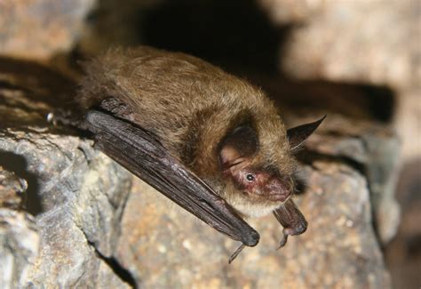 Myotis lucifugus - Bat Conservation International