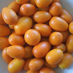 110 Best Kumquat ideas | kumquat, kumquats, kumquat tree