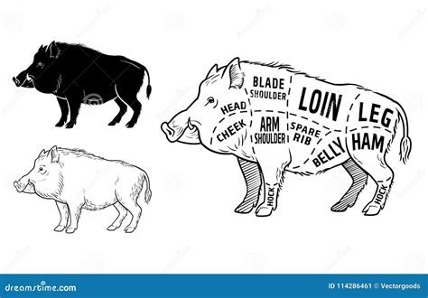 Wild Hog, Boar Game Meat Cut Diagram Scheme - Elements Set on ...