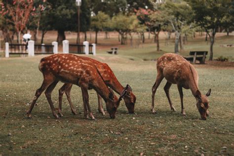 10 Things to Do in Nara, Japan