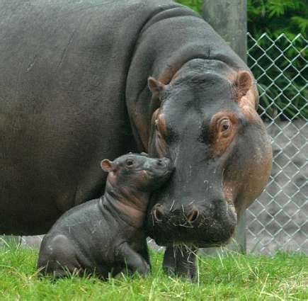 Unofficial Mom: February 2012 | Mother and baby animals, Hippopotamus ...