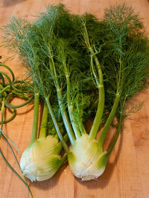 Fennel varieties | Lopez Island Kitchen Gardens