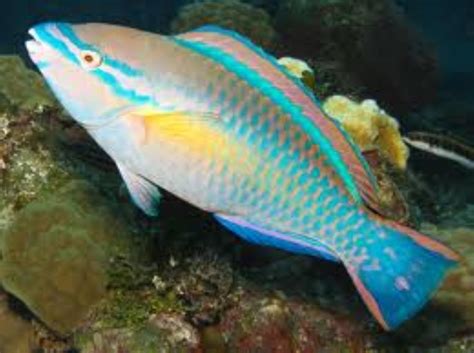 Princess Parrotfish Information and Picture | Sea Animals