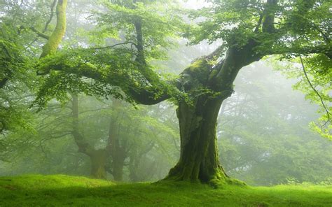 forest, Trees, Nature, Landscape, Tree Wallpapers HD / Desktop and Mobile Backgrounds