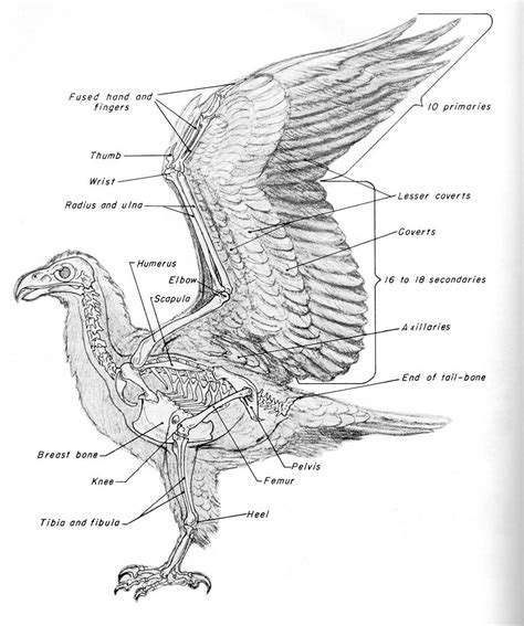 Eagle Wing Anatomy