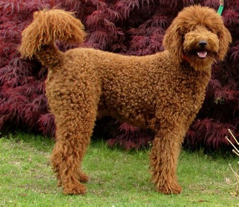 Toy Poodle Cross Breeders Australia | Wow Blog