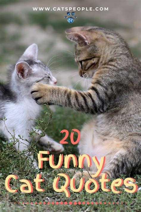 Funny Cat Fight Quotes - ShortQuotes.cc