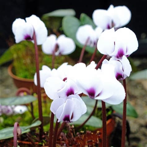 Cyclamen coum - Dorset Perennials