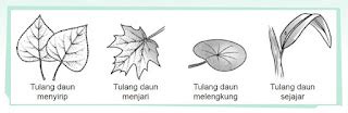 Struktur Daun dan Batang pada Tumbuhan - Panduan soal