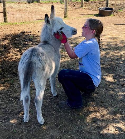 Mini Donkeys/Mules For Sale - DOUBLE R FARMS