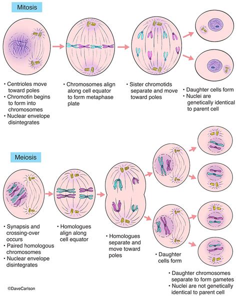 Evolution & Genetics | Mitosis, Study biology, Teaching biology