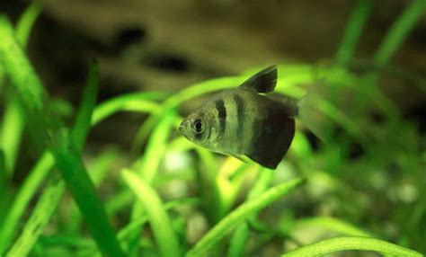 Black Skirt Tetra Diseases Care Guide | Feeding & Breeding