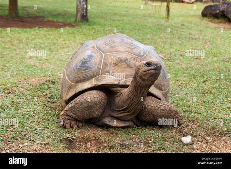 Aldabra Giant Tortoise Stock Photo - Alamy