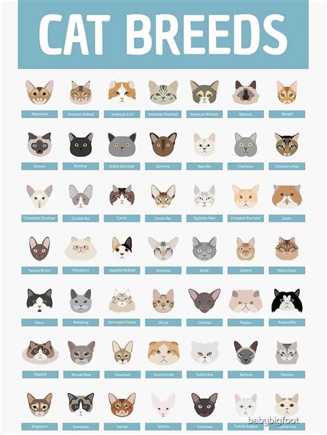 Cat Breeds Photographic Print by babybigfoot | Cat breeds, Cat facts, Cat breeds list