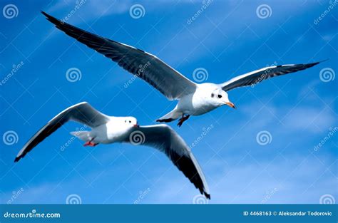 Close-up of seagulls stock image. Image of liberty, feather - 4468163