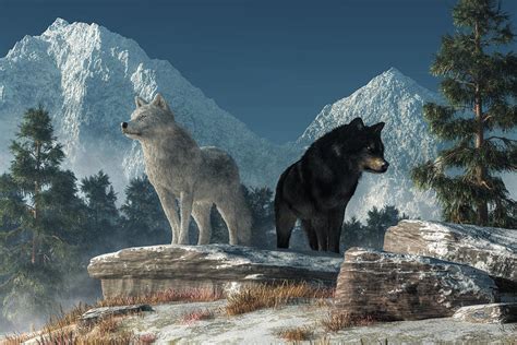 White Wolf, Black Wolf Digital Art by Daniel Eskridge - Pixels