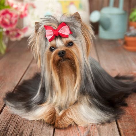 10 Long Haired Dog Breeds