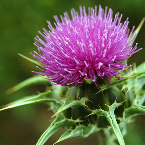 Milk Thistle: Usefulness and Safety | NCCIH