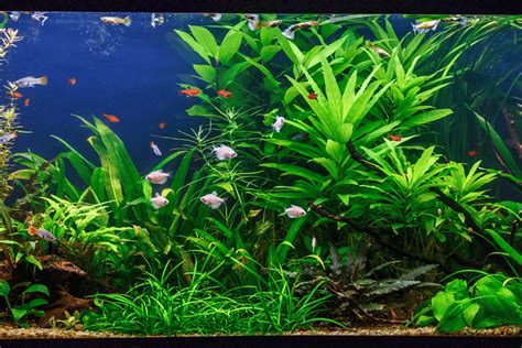 Discover the Best Plants for Goldfish Tank: Top Aquatic Options for a Healthy and Vibrant ...