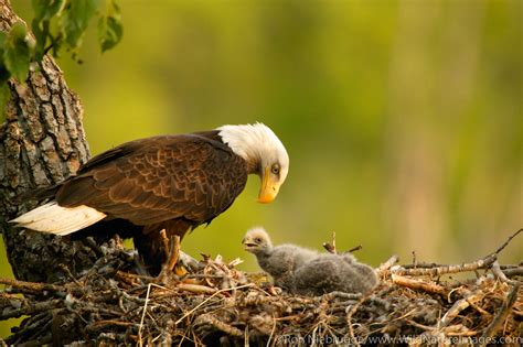 Bald Eagles Photos | Photos by Ron Niebrugge